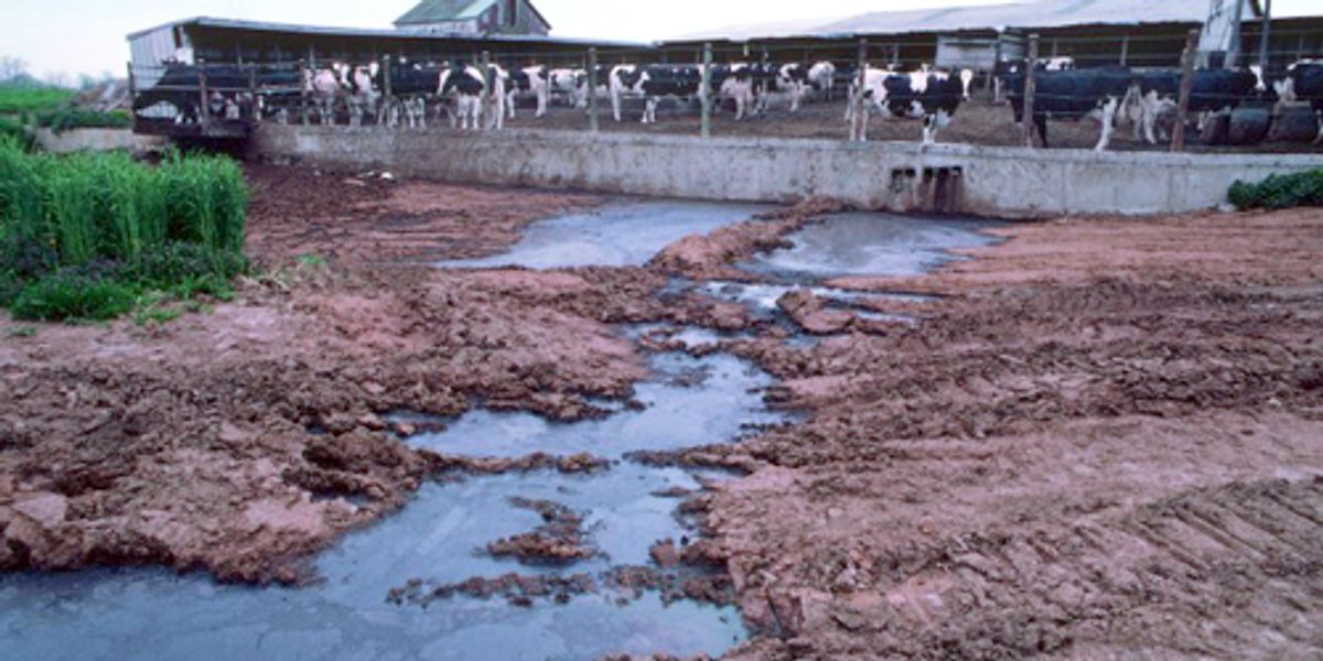 FACTORY FARMING SERIES PART III Animal Waste, Waterways and Drinking Water EcoWatch