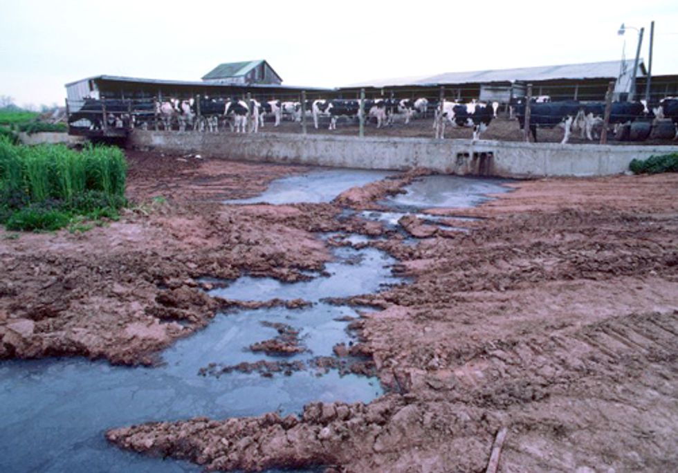 FACTORY FARMING SERIES PART III: Animal Waste, Waterways and Drinking Water