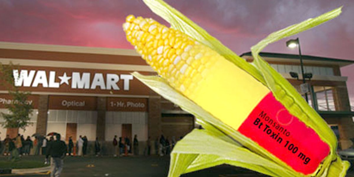 Monsanto Ge Sweet Corn To Hit Walmart Shelves Ecowatch