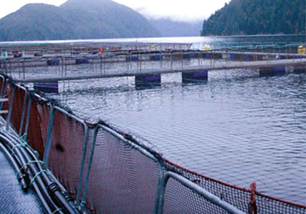 Deadly Virus Outbreak Shows Need for Open-Net Salmon Farm Reform