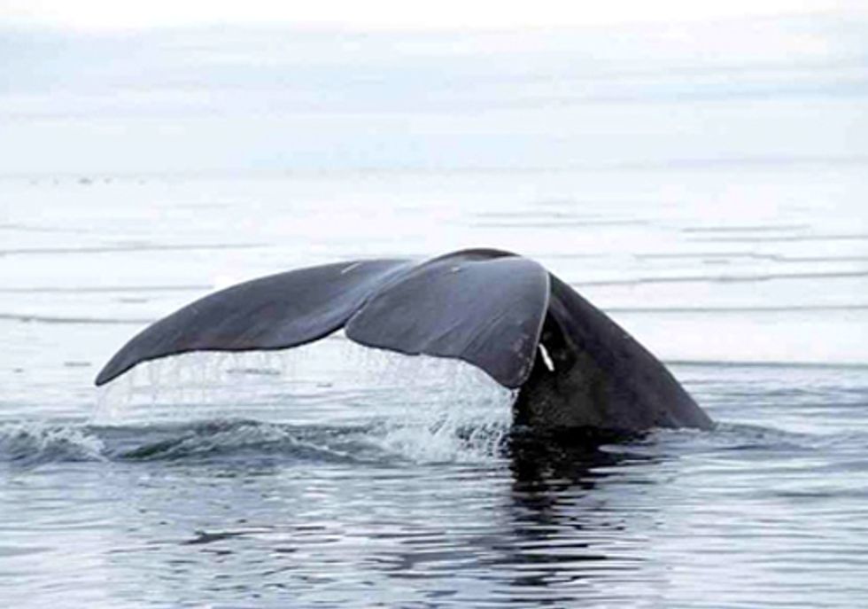 Shell Gets Green Light to Put Arctic Marine Mammals at Risk