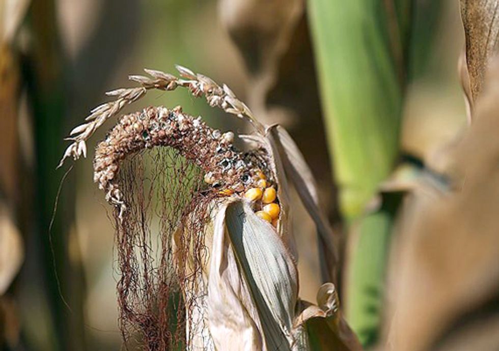 Rising Temperature Raising Food Prices