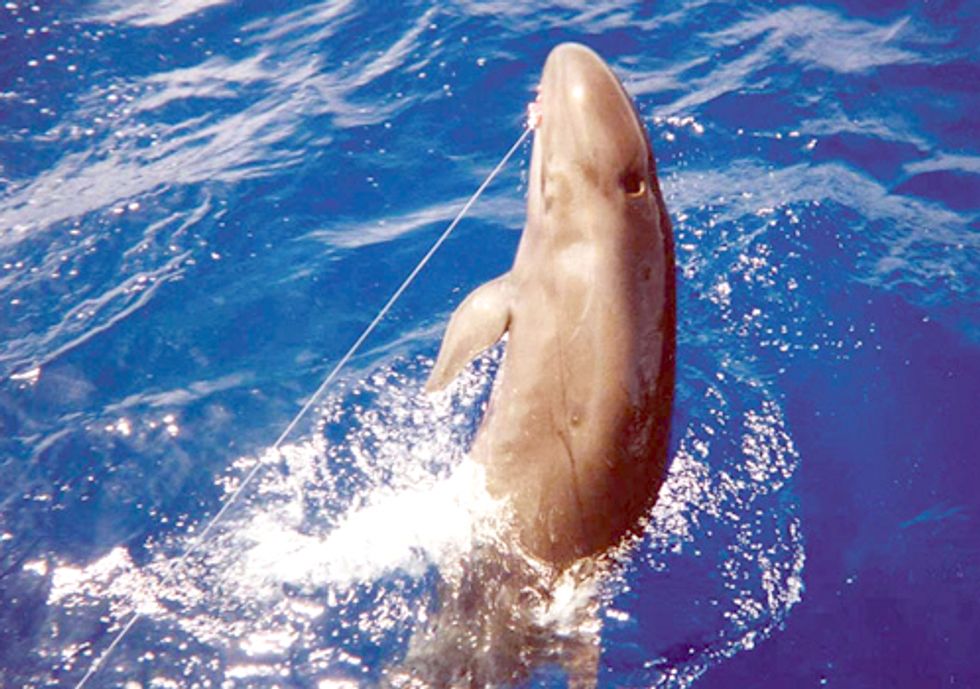 Longline Fisheries Killing False Killer Whales at Unsustainable Rates