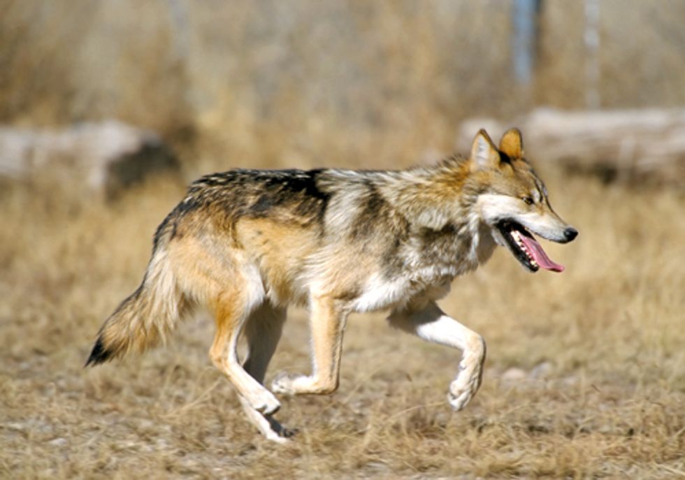 Feds to Shoot Alpha Female of Mexican Gray Wolf Pack