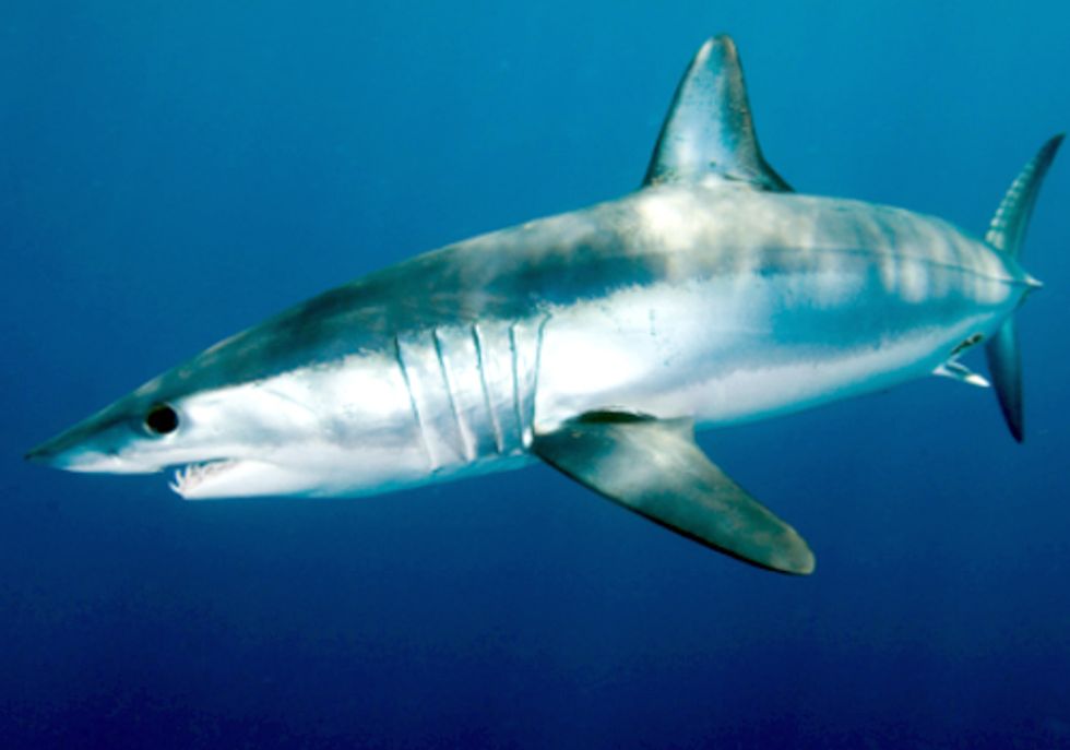 Are You Unknowingly Eating an Endangered Species?