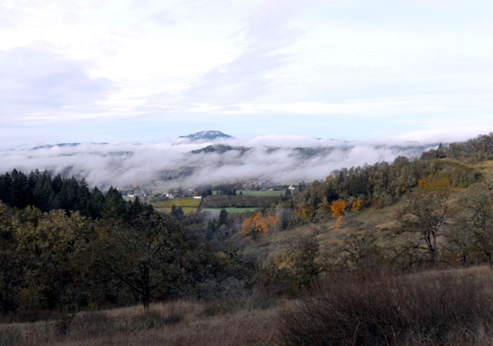 Fast-Tracked Decision Allowing GE Canola Poses Immediate Threat to Oregon Organic Industry
