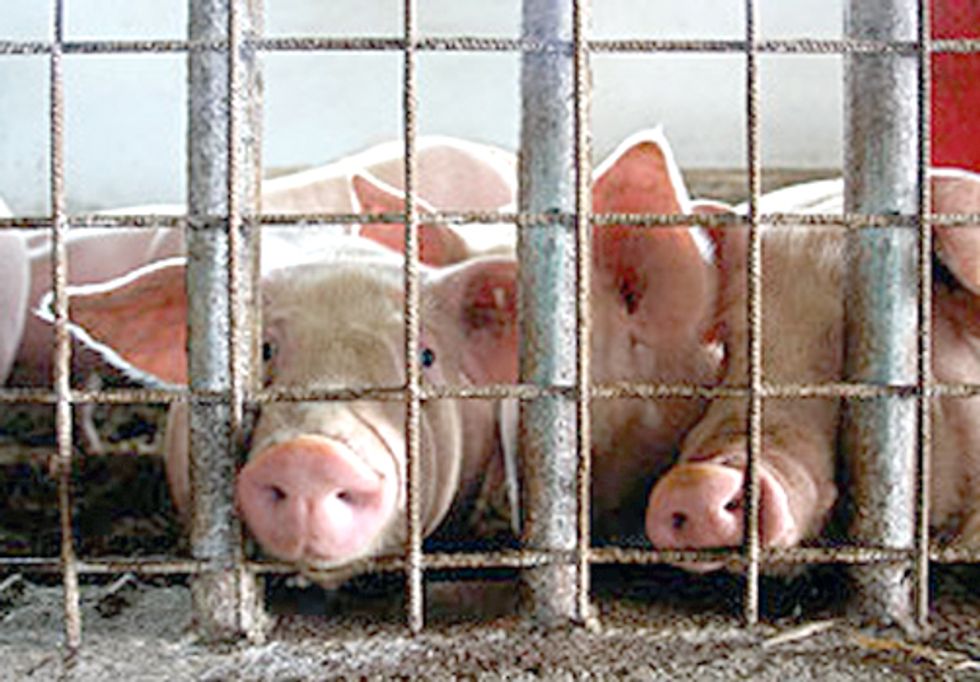 NY Environmental Groups Slam State's Decision to Exempt CAFOs from Clean Water Standards