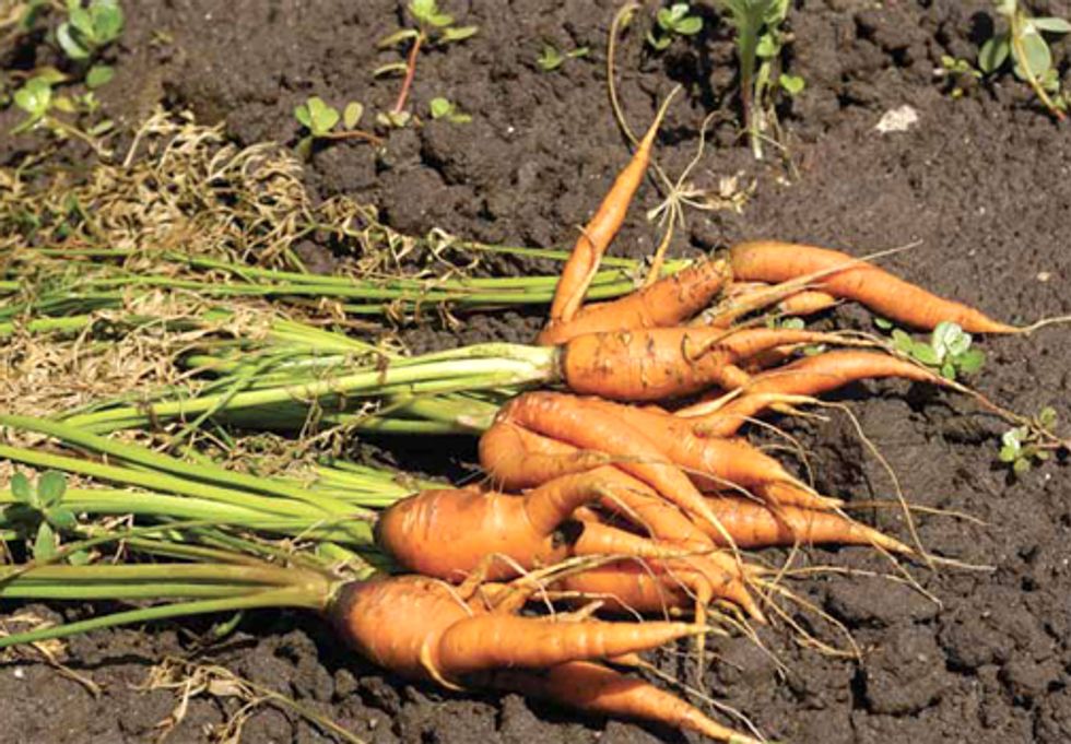 Despite Rising Prices, Americans Trash 40 Percent of Food Supply