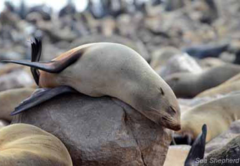 Sea Shepherd Exposes Slaughter of 90,000 Baby Seals