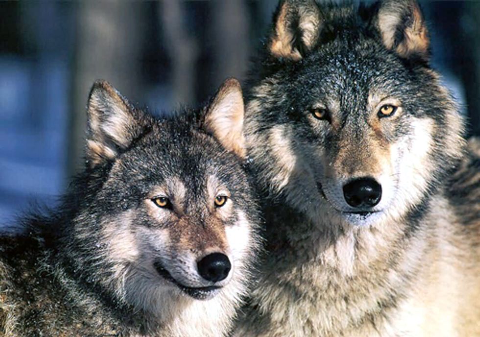 Federal Government Eliminates Protections for Wyoming Wolves