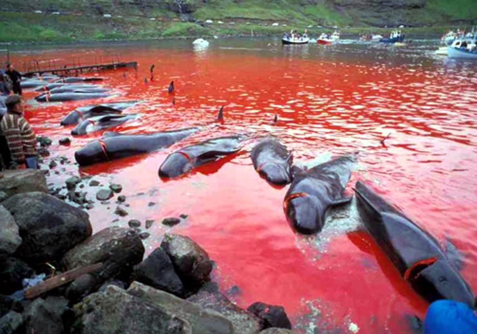 End the Slaughter of Pilot Whales