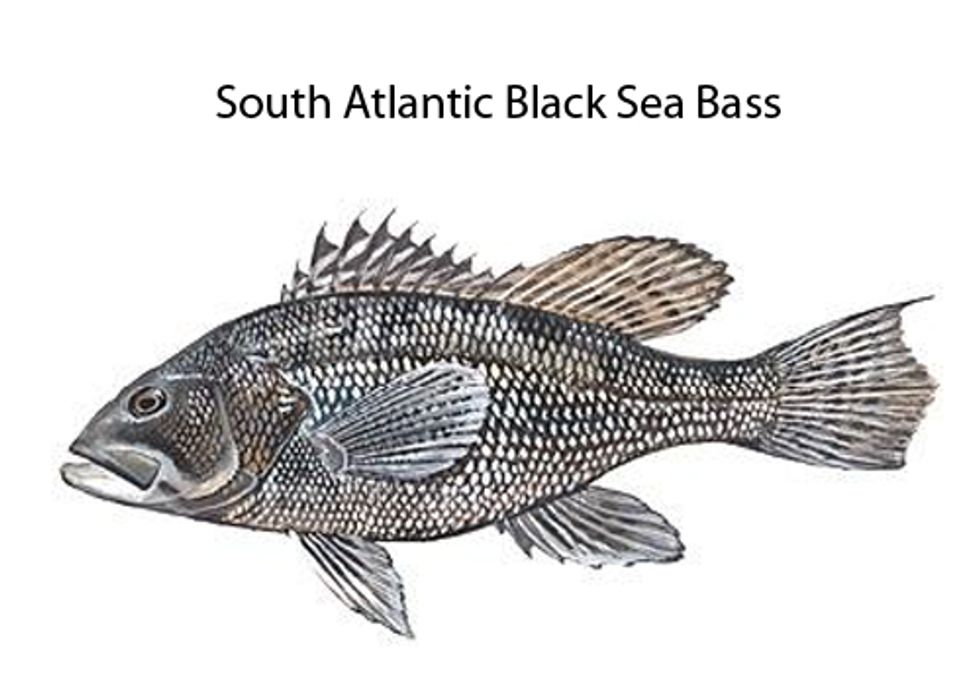Overfishing Strips Tens of Millions from Southeast Economy