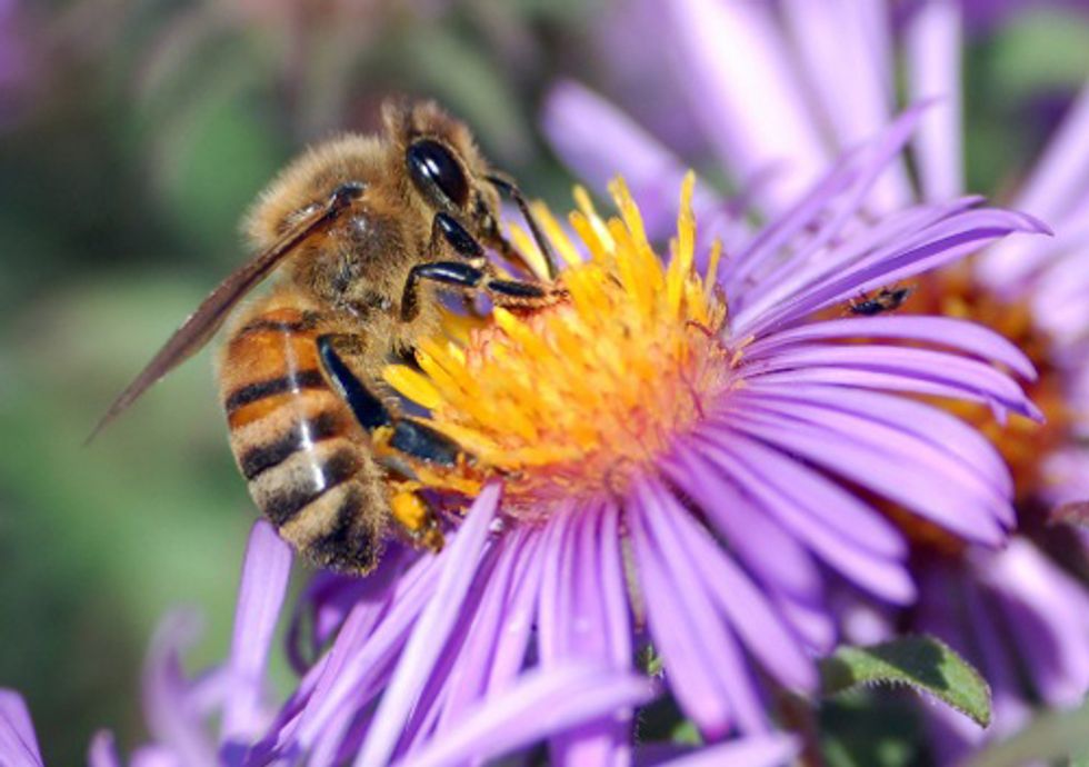 ACTION: Save the Honeybees