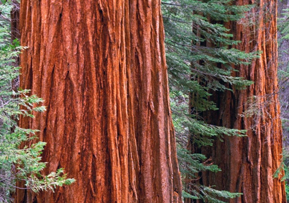 Protecting One of Earth's Greatest Treasures