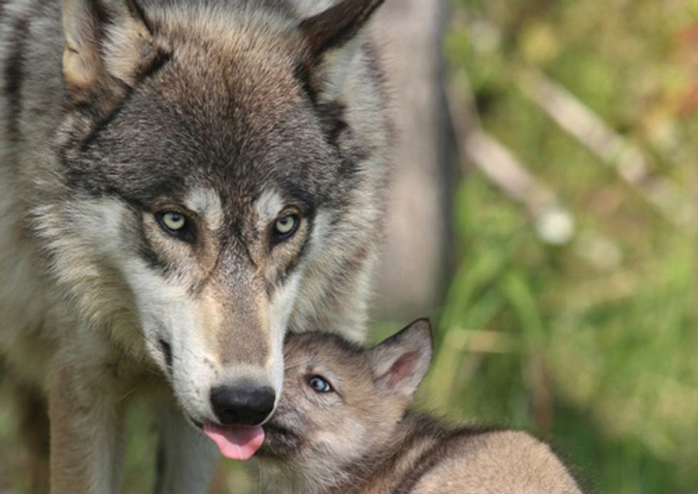Conservation Groups Challenge Kill-at-Will Policy for Wyoming Wolves
