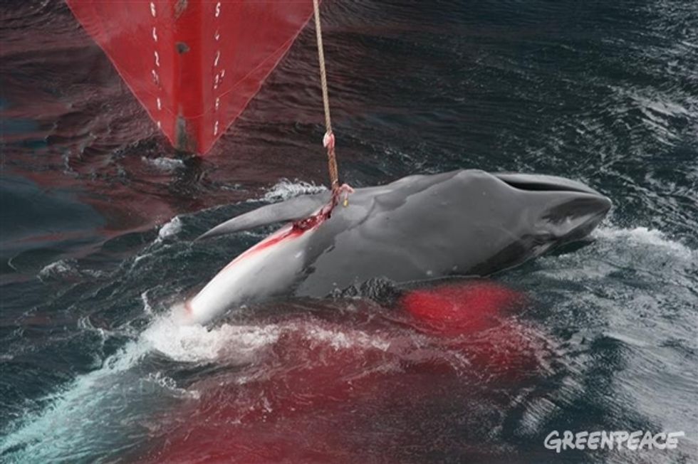 Uncovering South Korea's Illegal Whaling Industry