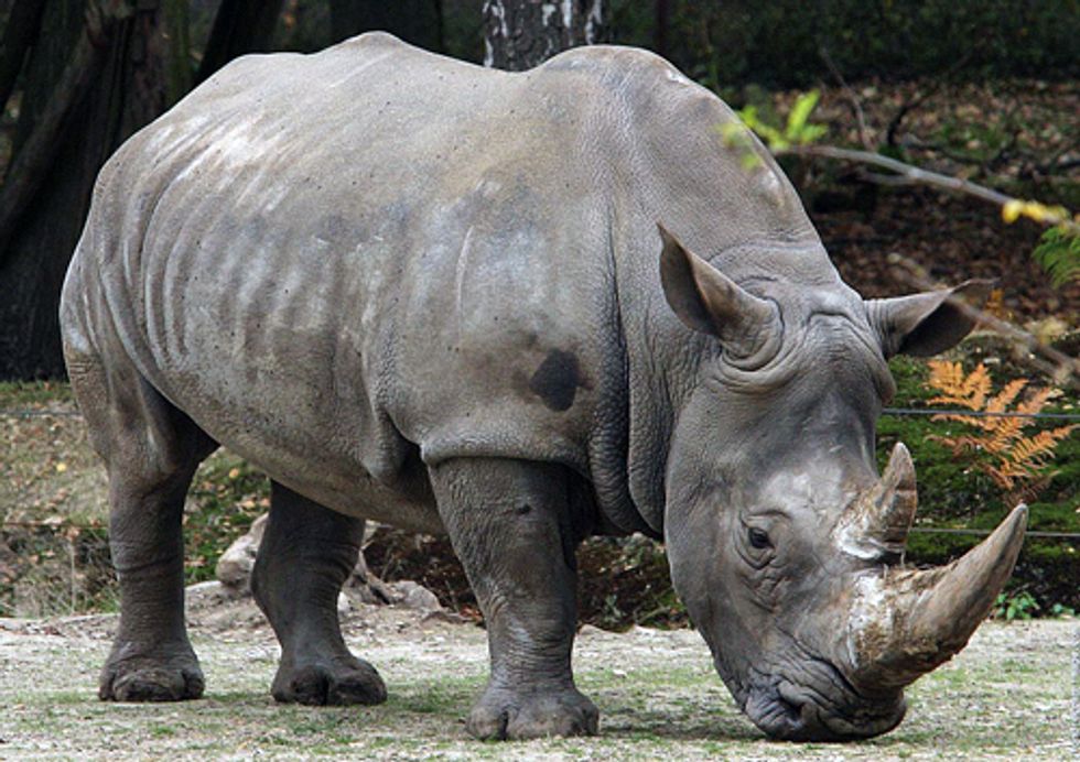World Rhino Day: Facts and Fiction About Rhino Horn Trade