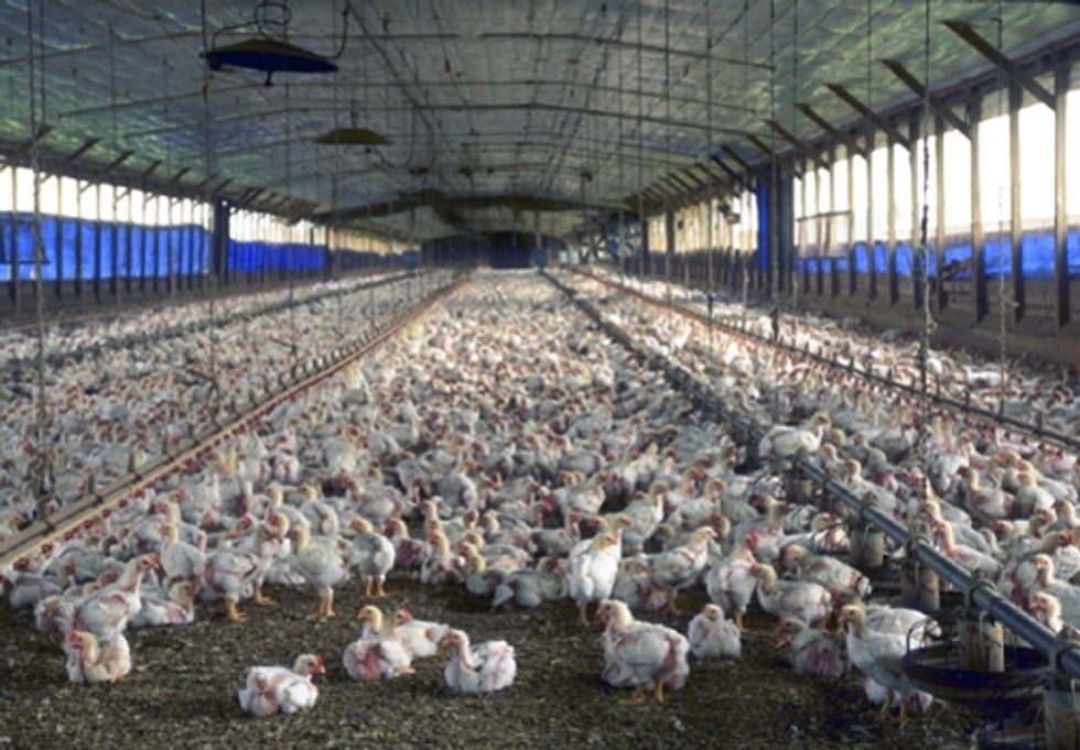 The Fictional War on Family Farmers