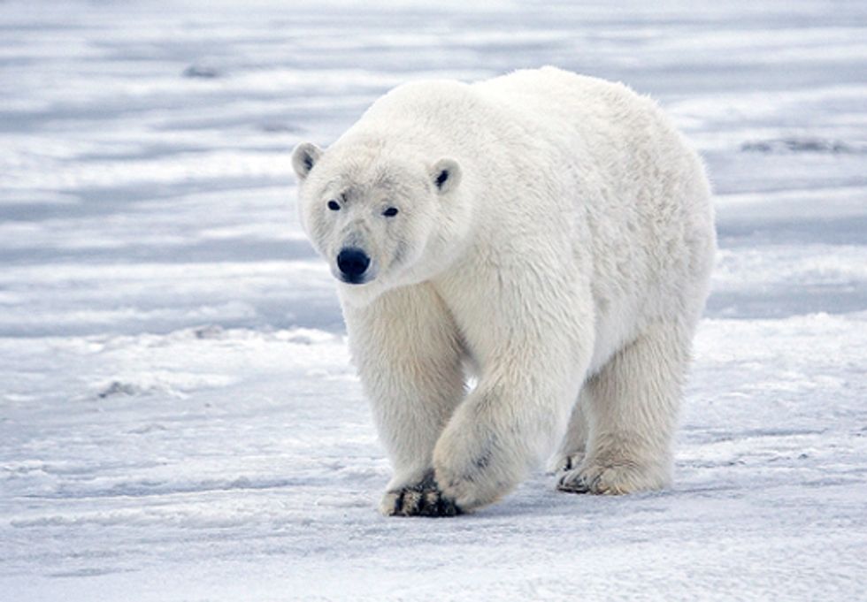 ACTION: Deadline Looms for U.S. to Help Ban Global Trade in Polar Bear Parts