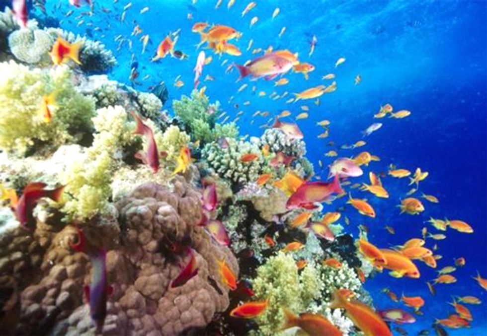 Think the Decline of the Great Barrier Reef is No Big Deal? Think Again