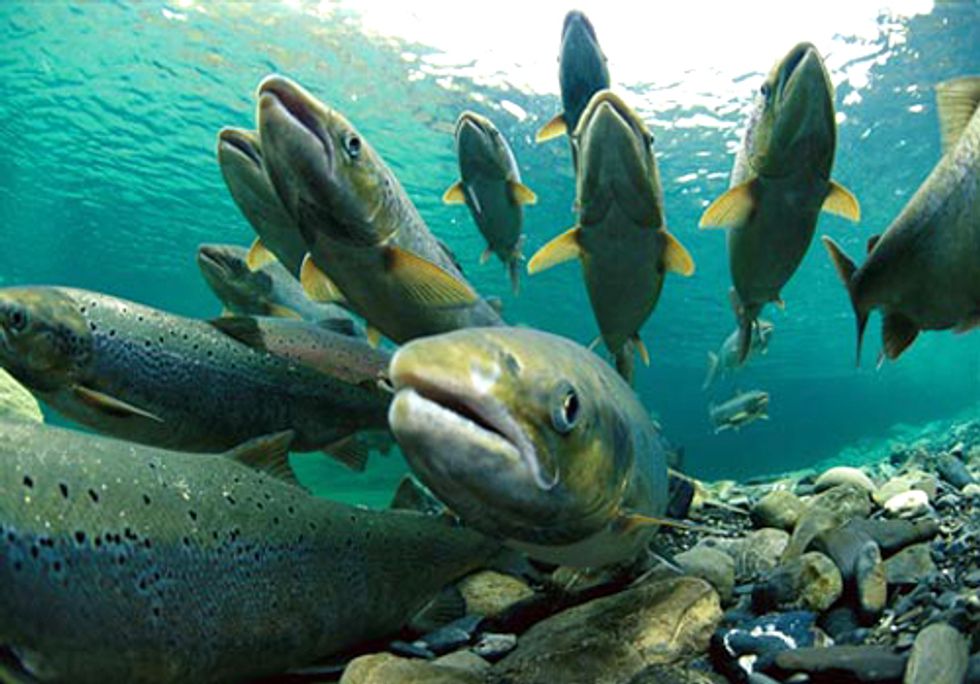 Do You Want to Eat Genetically Engineered Salmon?