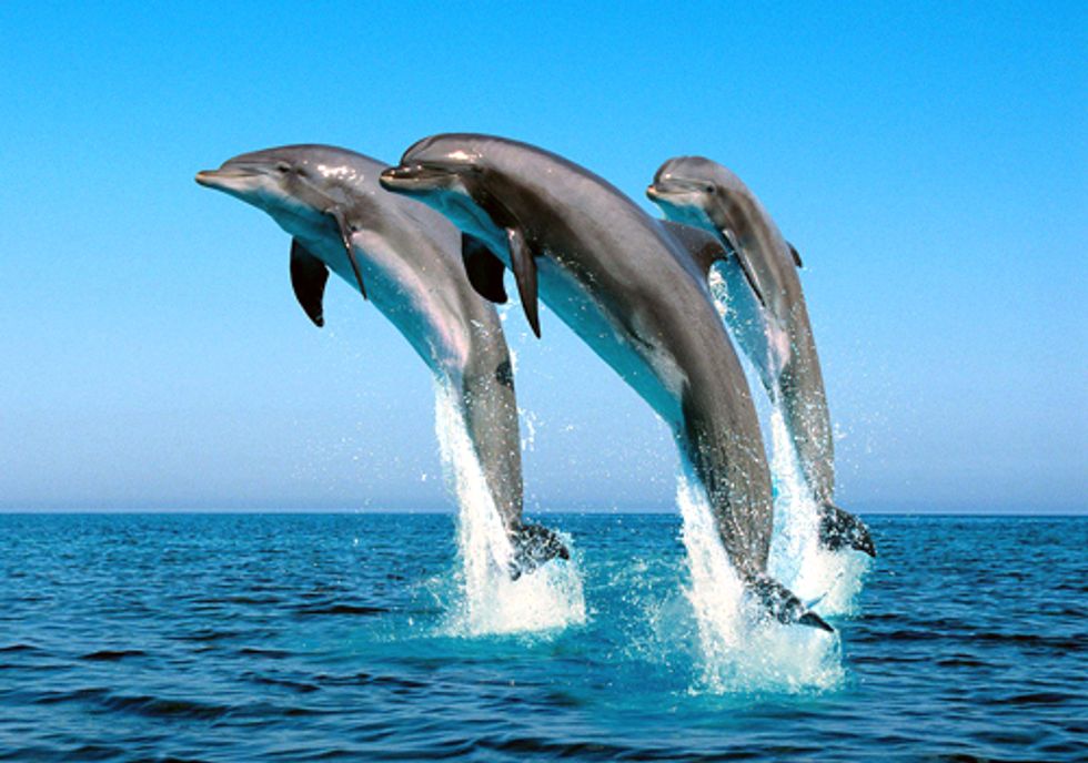 Dolphins Stolen from Wild, Headed to Lives of Despair in Captivity