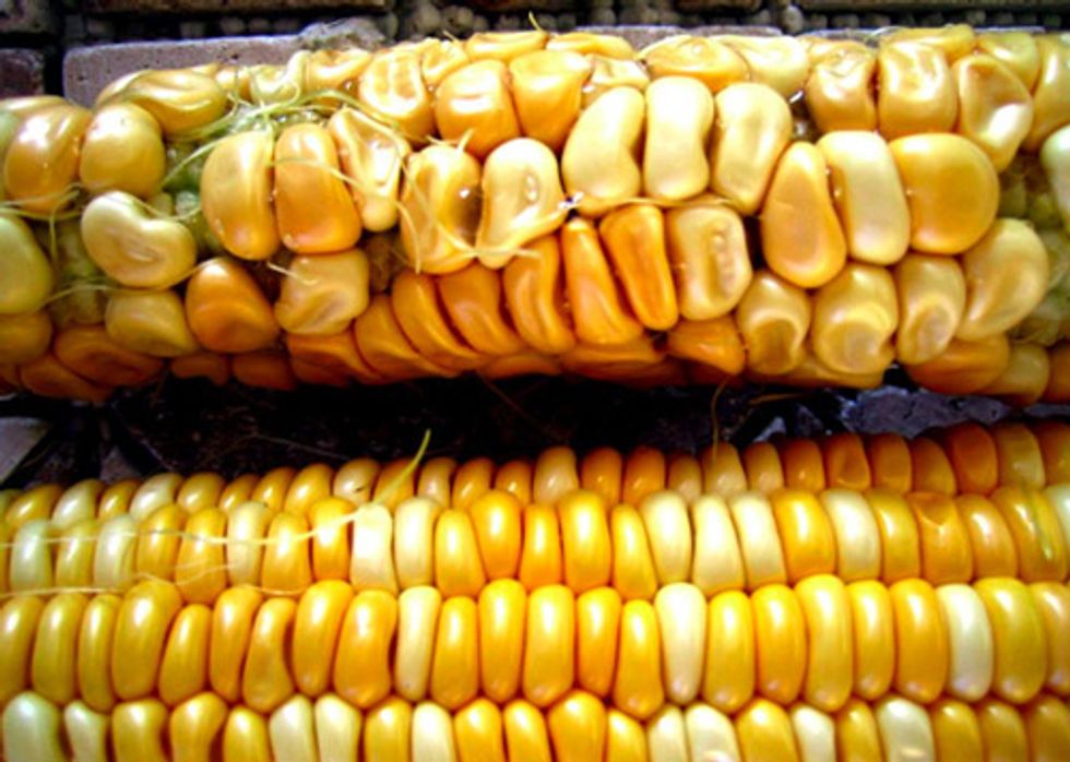 Yet Another Reason GMOs Suck