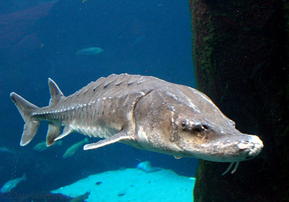 Atlantic Sturgeon in Delaware River Watershed Nearing Extinction