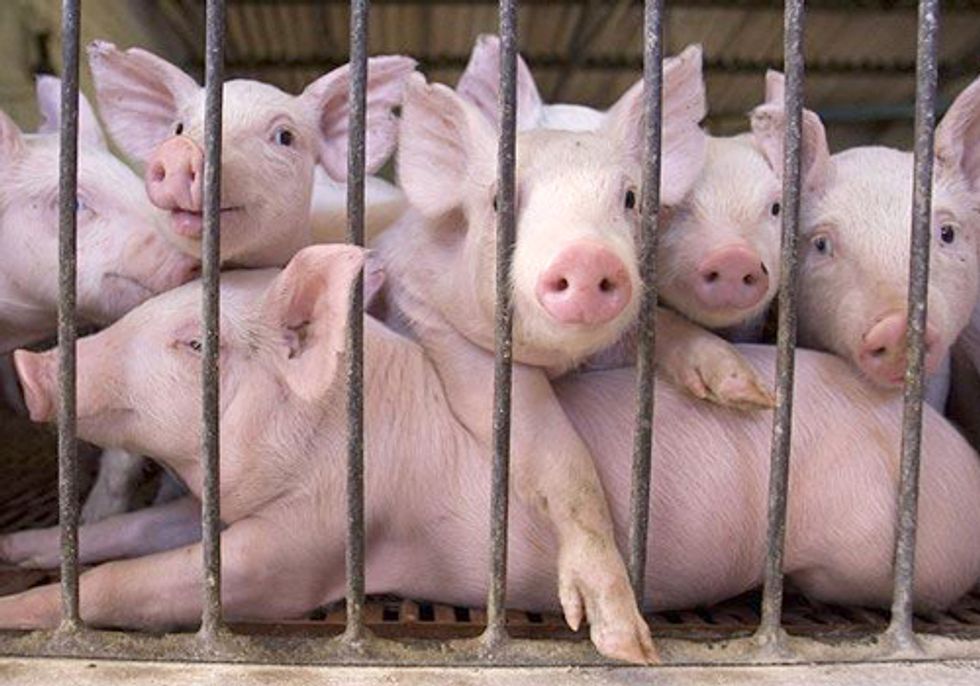 FACTORY FARMING SERIES PART V: Lack of Regulation Spells Trouble in Illinois and Beyond