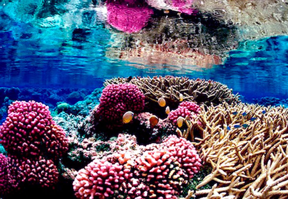Groups File Suit to Protect Hawai'i’s Reef Ecosystems