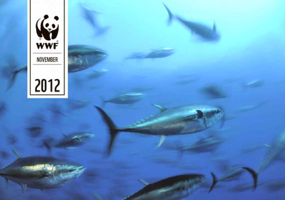 Massive Unreported Trade of Endangered Bluefin Tuna Exposed