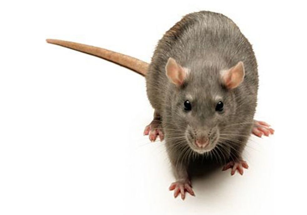 Welcome to the World of the Super Rat