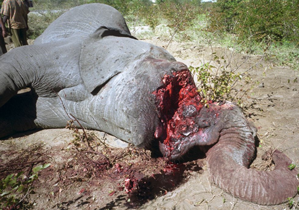 Hillary Clinton Speaks Out on Wildlife Trafficking