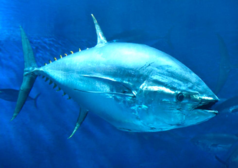 How Eating Sushi Endangers the Survival of the Atlantic Bluefin Tuna