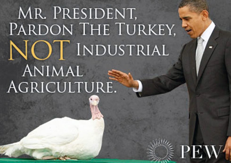 Mr. President: Pardon the Turkey, Not Factory Farming