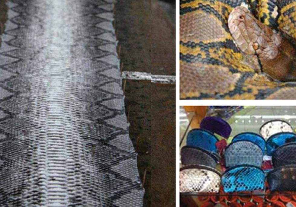Fashion Industry Continues to Enable Unsustainable Trade of Wild Python Skins