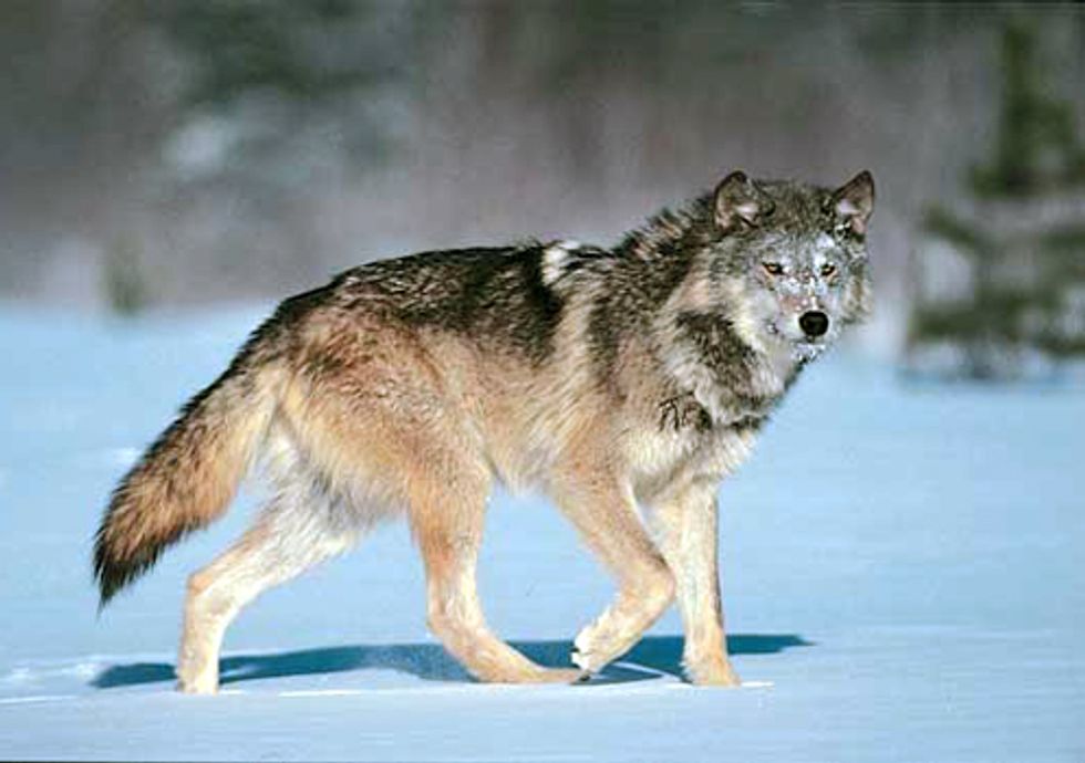 Grassroots Groups Sue Feds for Delisting Wolves in Wyoming