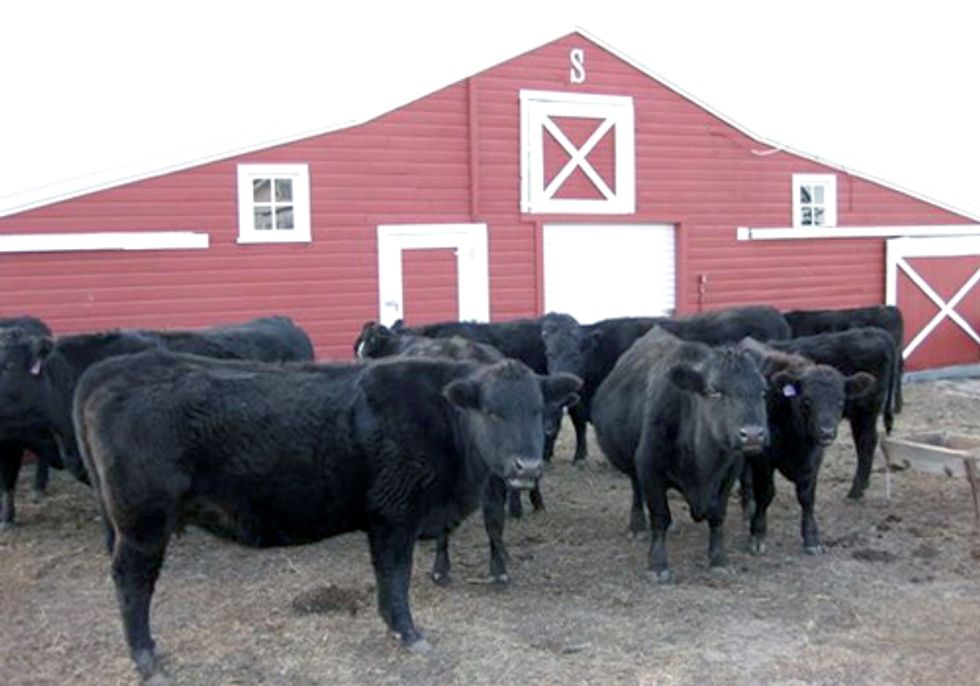 Fracking Our Food Supply—New Reports of Livestock Illnesses