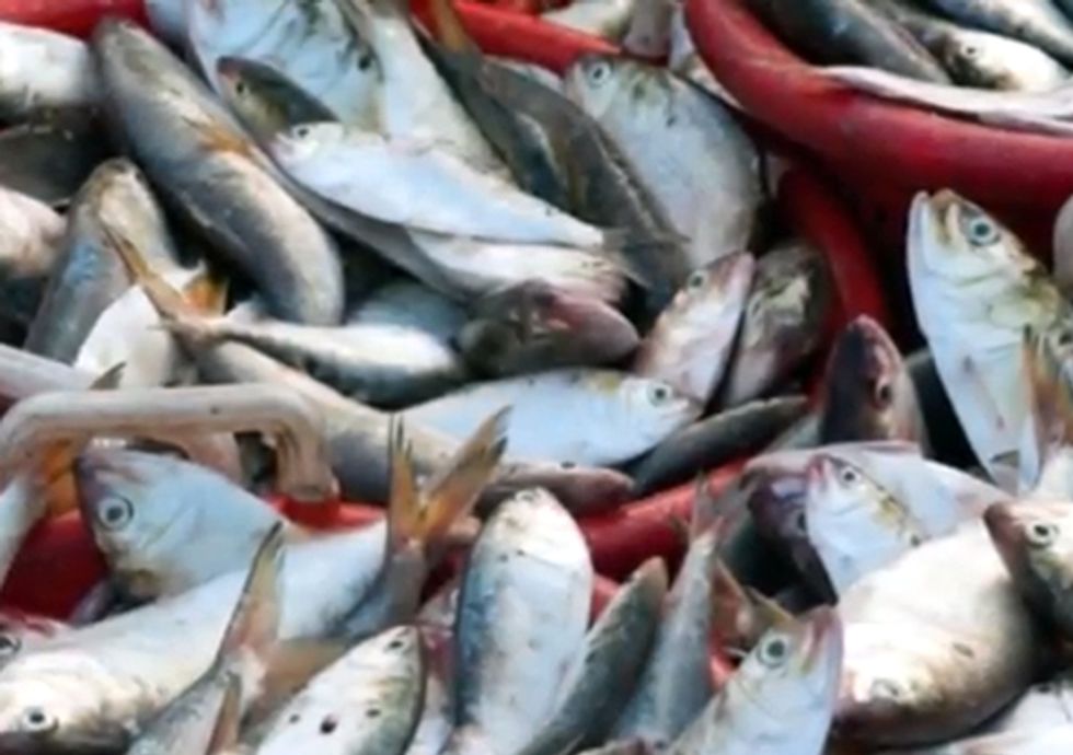 Unsung Ocean Heroes at Risk