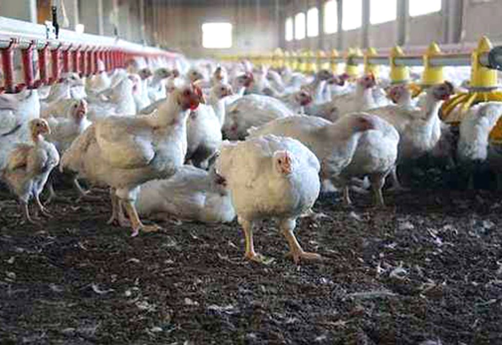Federal Judge Rules in Favor of CAFO