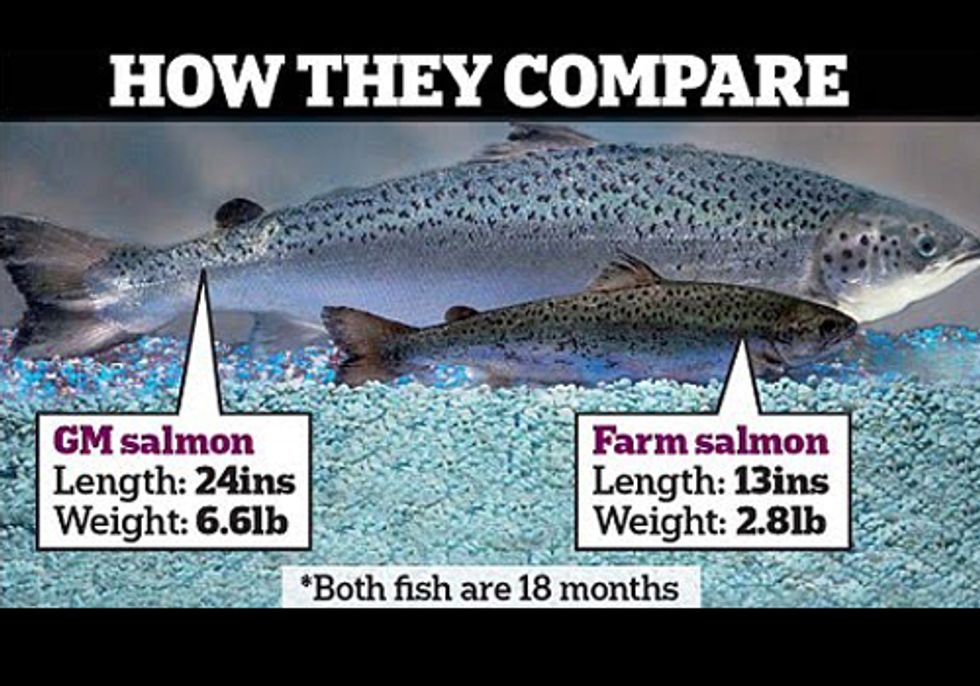 GE Salmon Headed to Your Dinner Plate