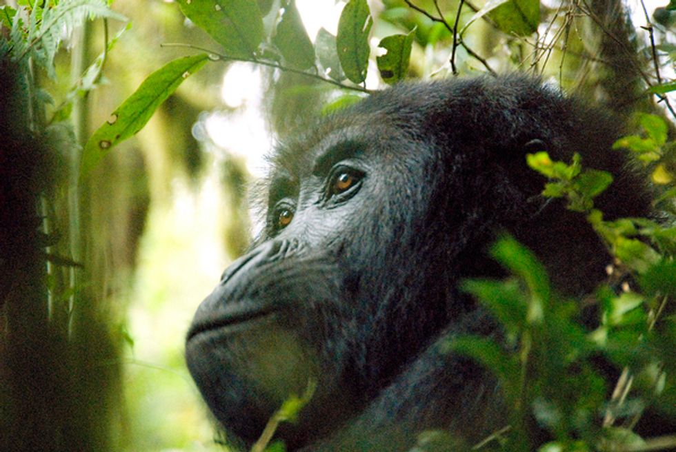 Fascinating Top 10 List from Conservation International
