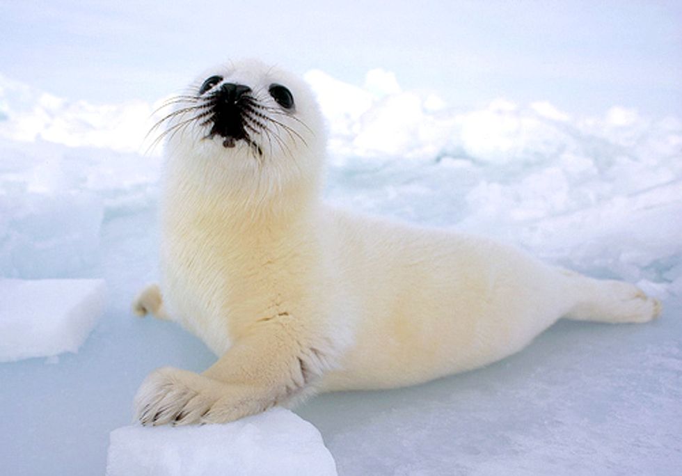 After Four Decades of Protection, Marine Mammals at Risk from Federal Budget Cuts