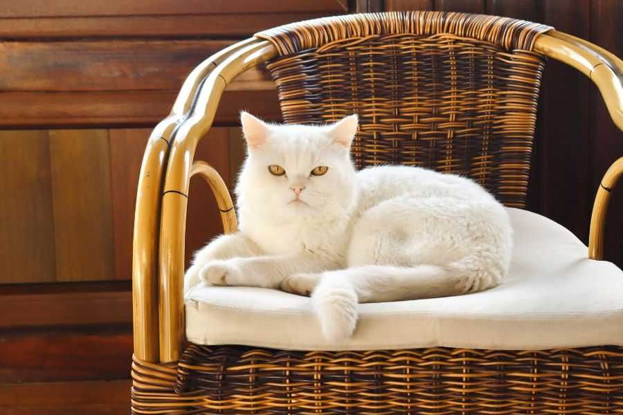 cats; cats stealing spot; cats in chair; cats stealing chair; animals; pets