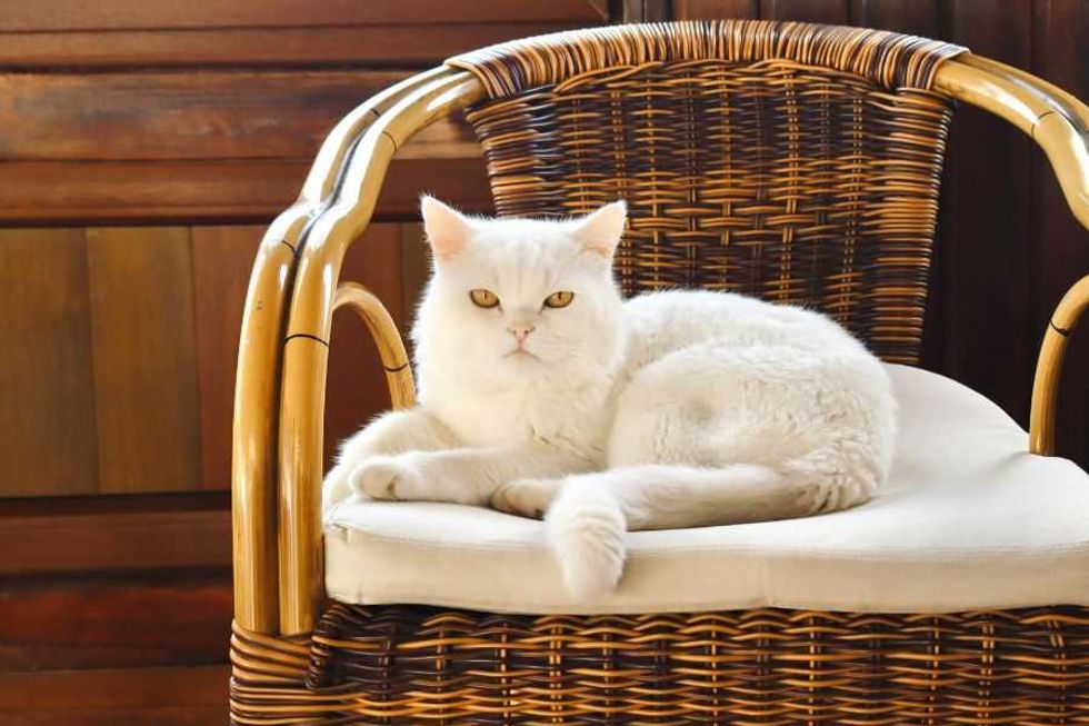 The 4 purrfectly wholesome reasons cats love stealing people's seats as soon as they stand up