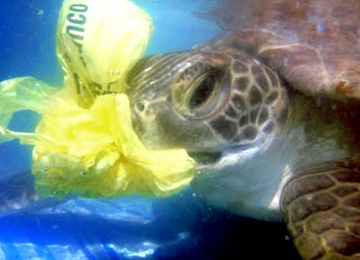 plastic sea animals walmart