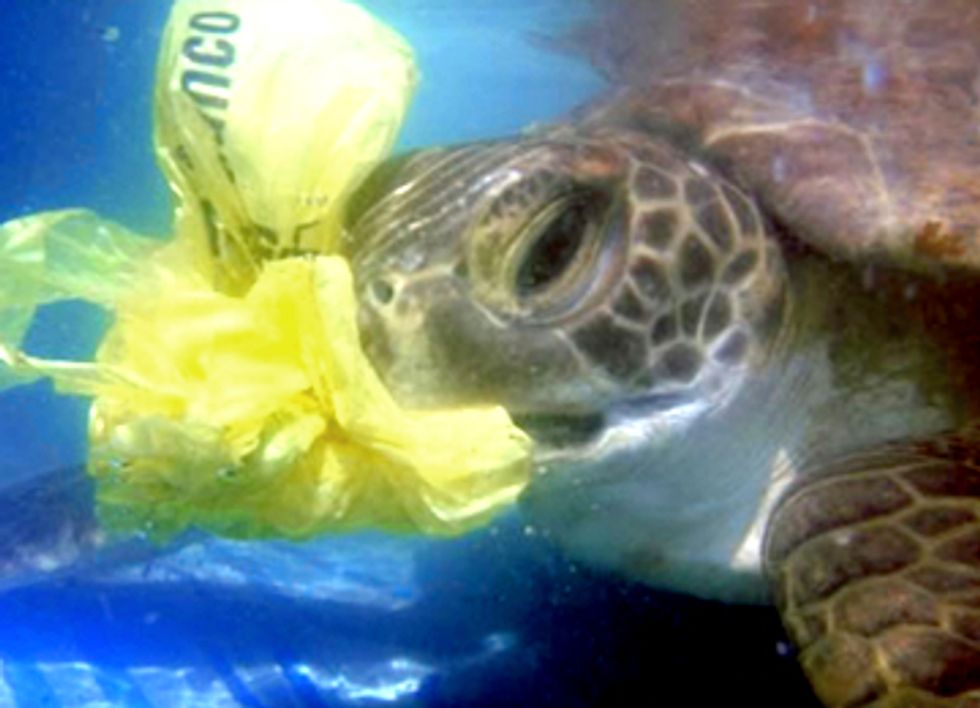 Silent Killers: The Danger of Plastic Bags to Marine Life