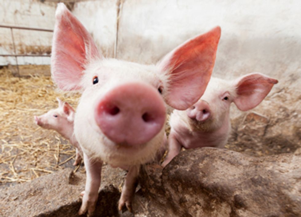 Torturing Animals with Monsanto's Genetically Engineered Feed