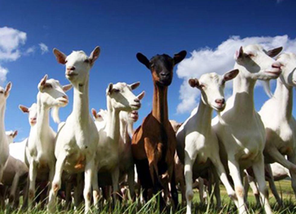 Goats Replace Herbicides at Historic Landmark in Washington, DC
