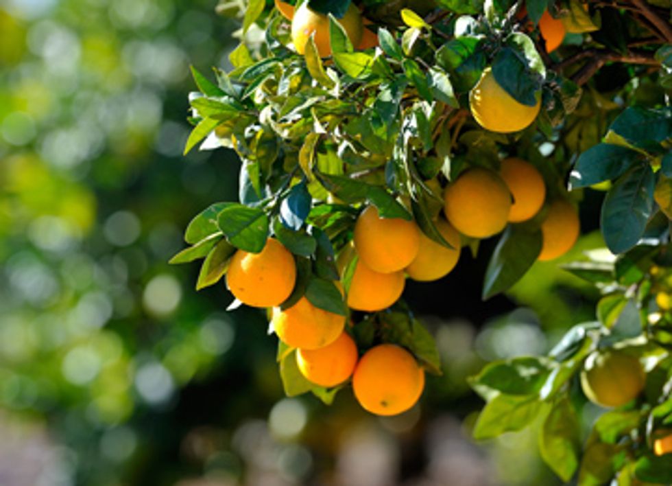 As Pesticides Fail, California Citrus Growers Turn to Natural Solutions